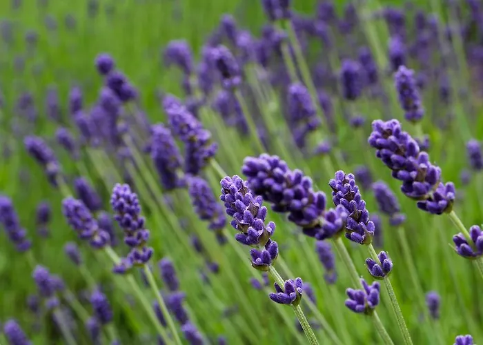 Antonius - Kinderfreie 아파트