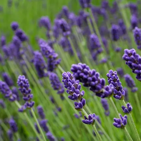 Antonius - Kinderfreie Апартаменты